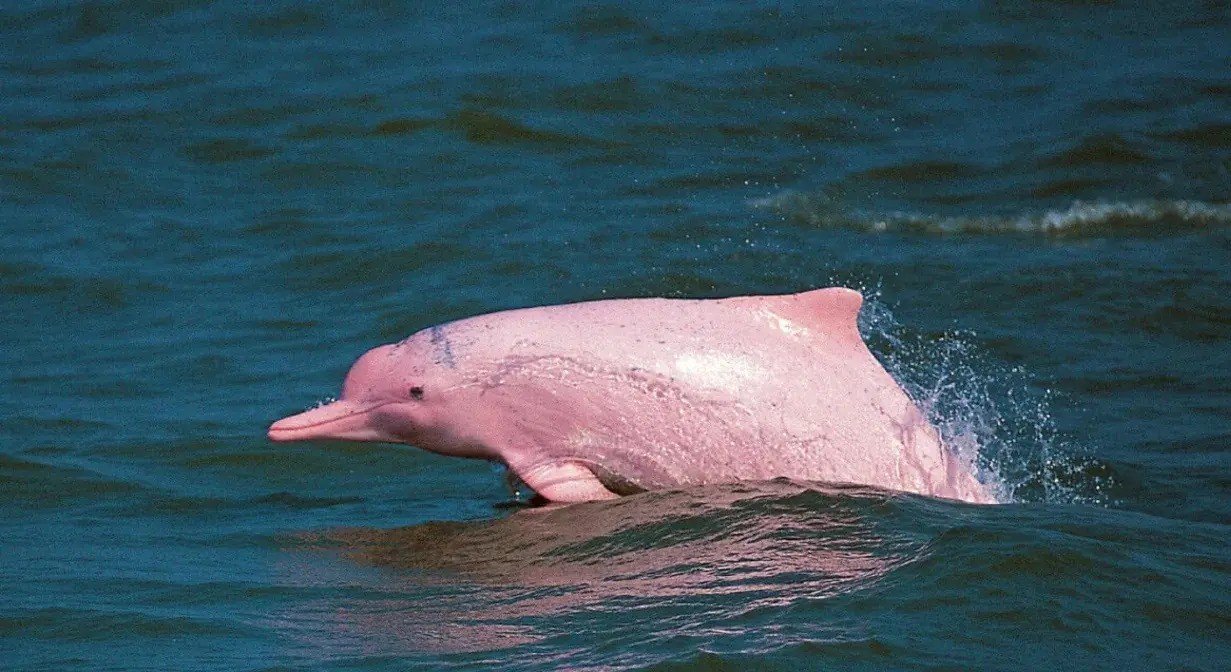 Chao Phraya Princess Cruise in Koh Samui