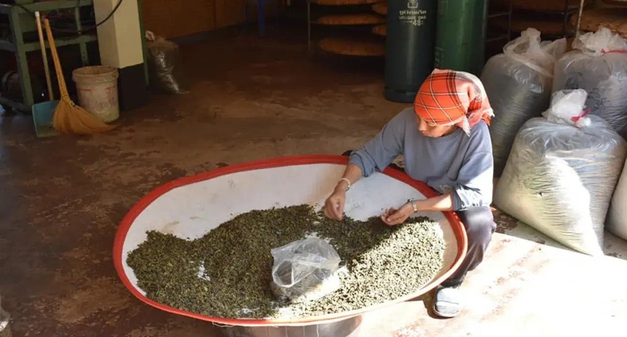 Safari World Chiang Rai Ticket